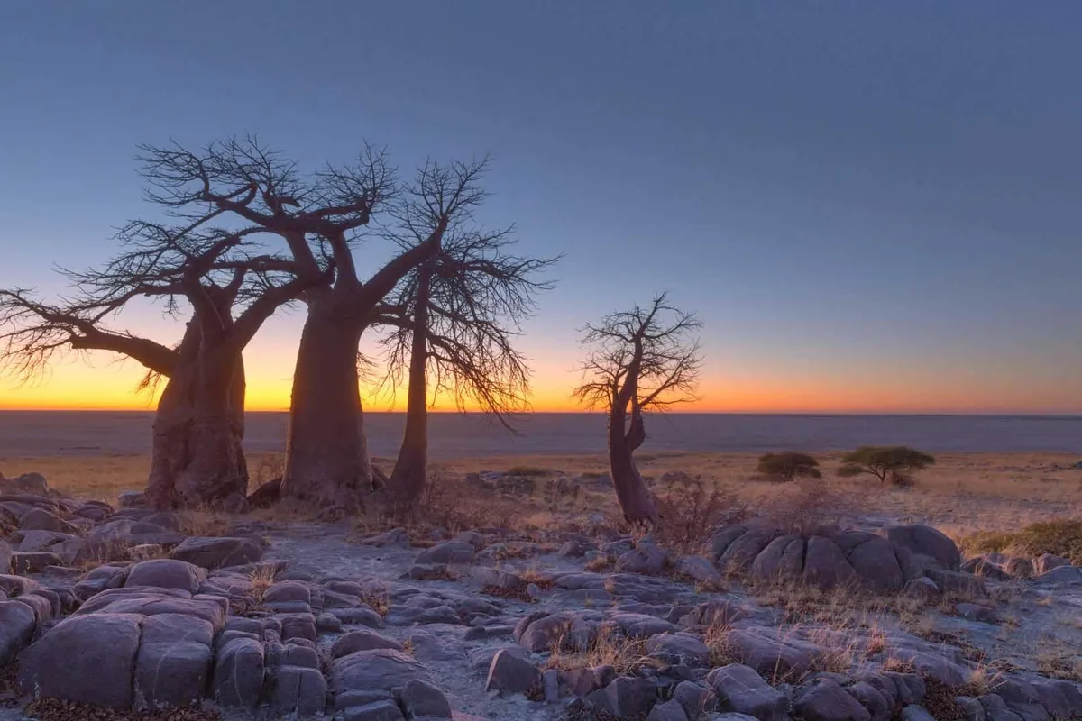 Safari in Botswana