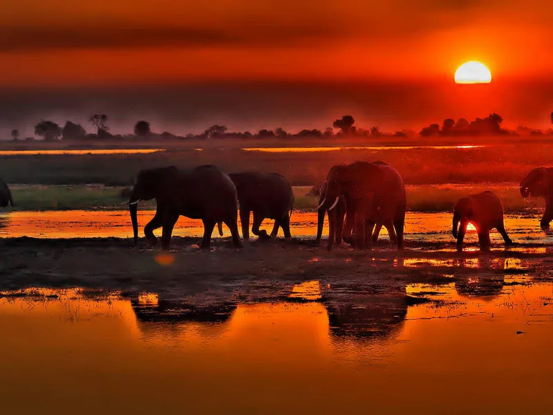 Safari in Botswana