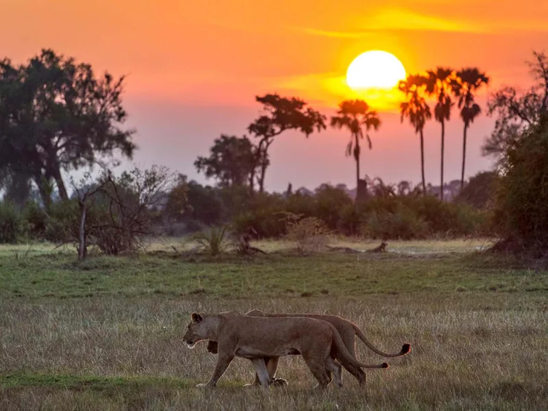 Safari in Botswana