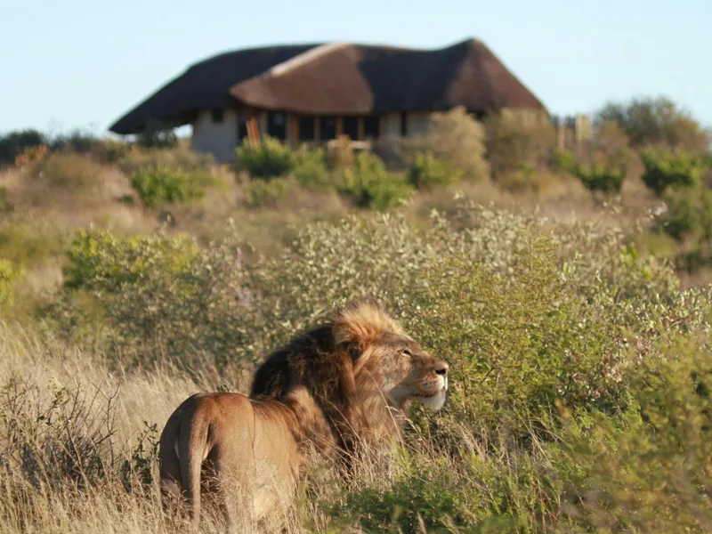 Safari in Botswana