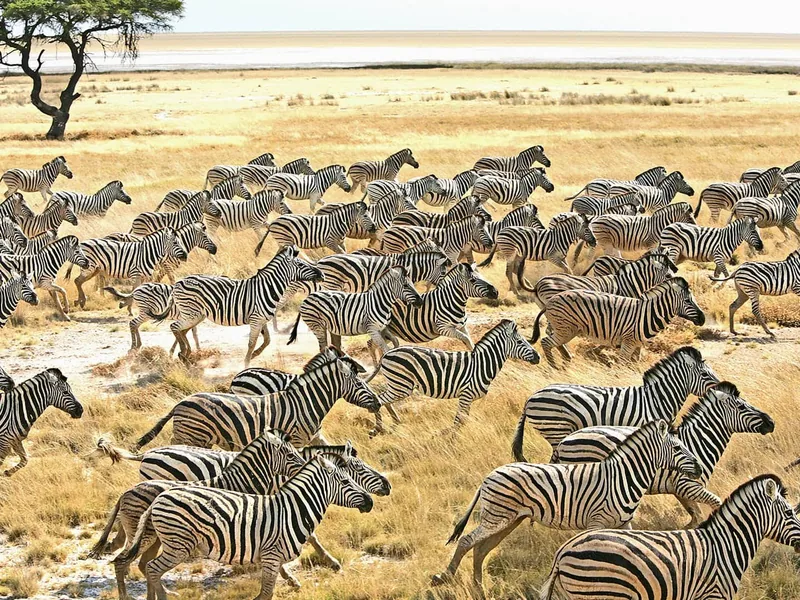 Safari in Botswana