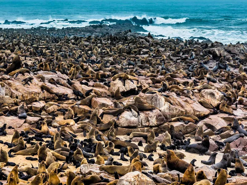 Safari in Namibia