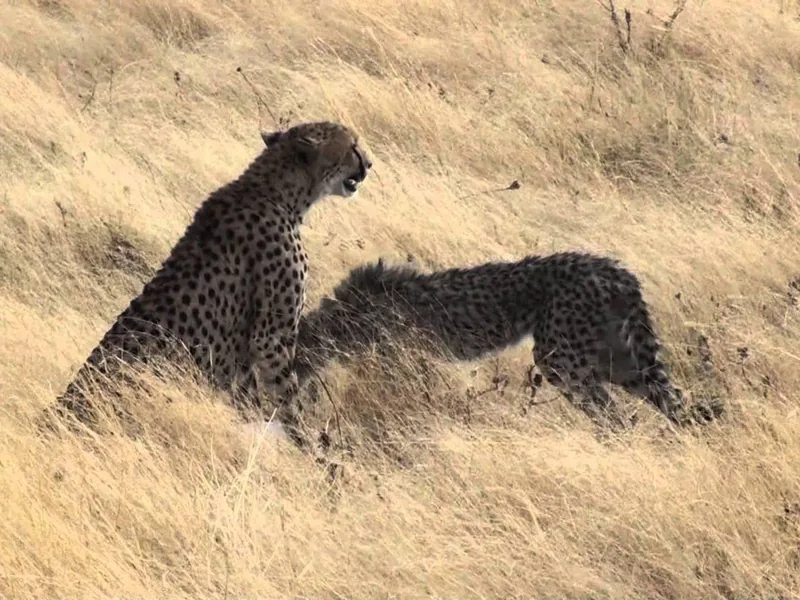 Safari in Namibia