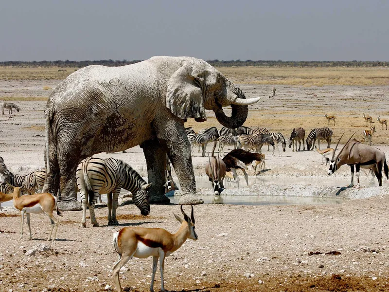 Safari in Namibia