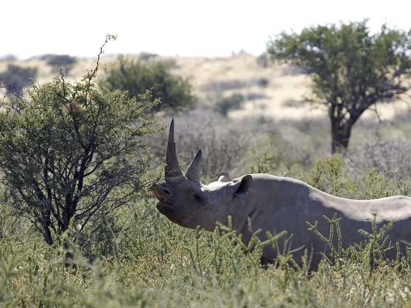 Safari in Namibia