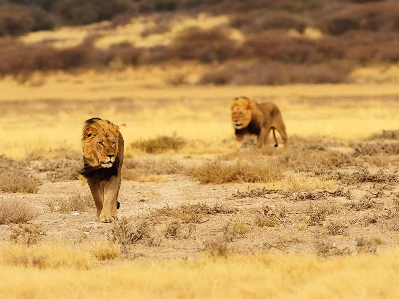 Safari in Sud Africa