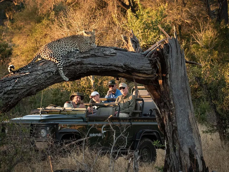 Safari in Sud Africa