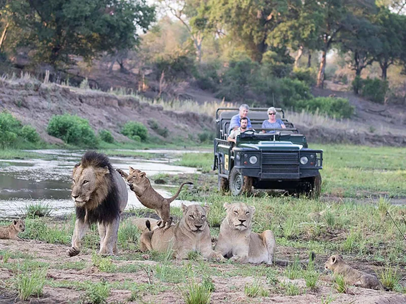Safari in Sud Africa