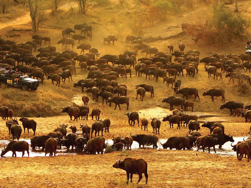 Safari in Sud Africa