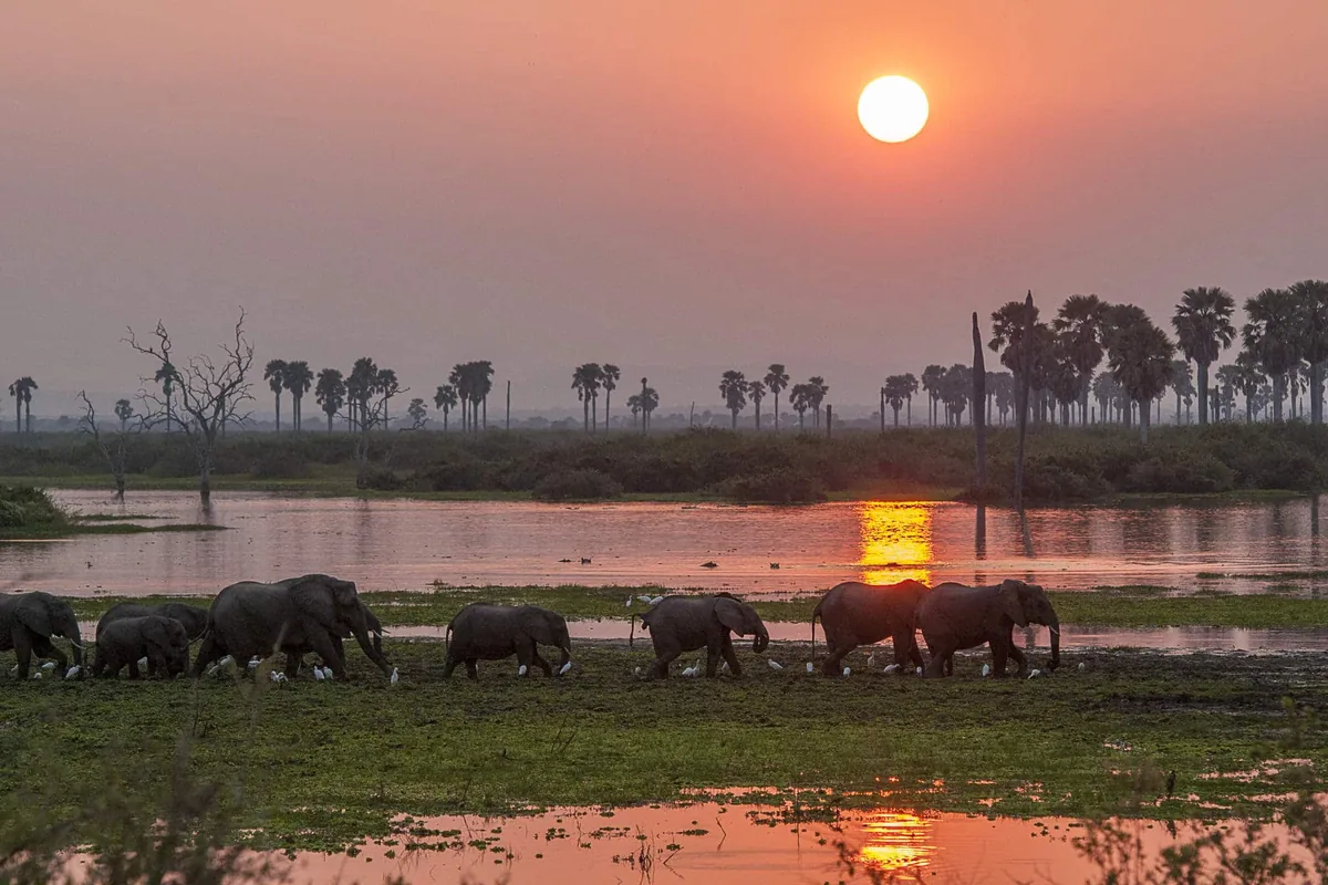 Safari in Tanzania