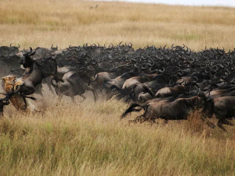Safari in Tanzania