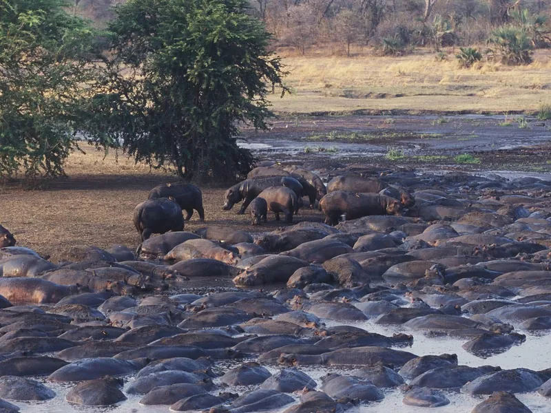 Safari in Tanzania