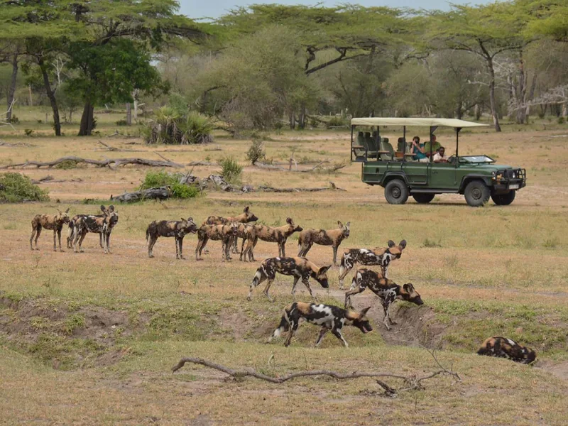 Safari in Tanzania