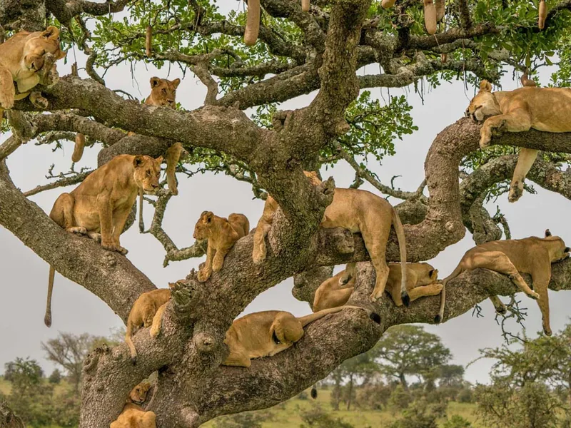 Safari in Tanzania