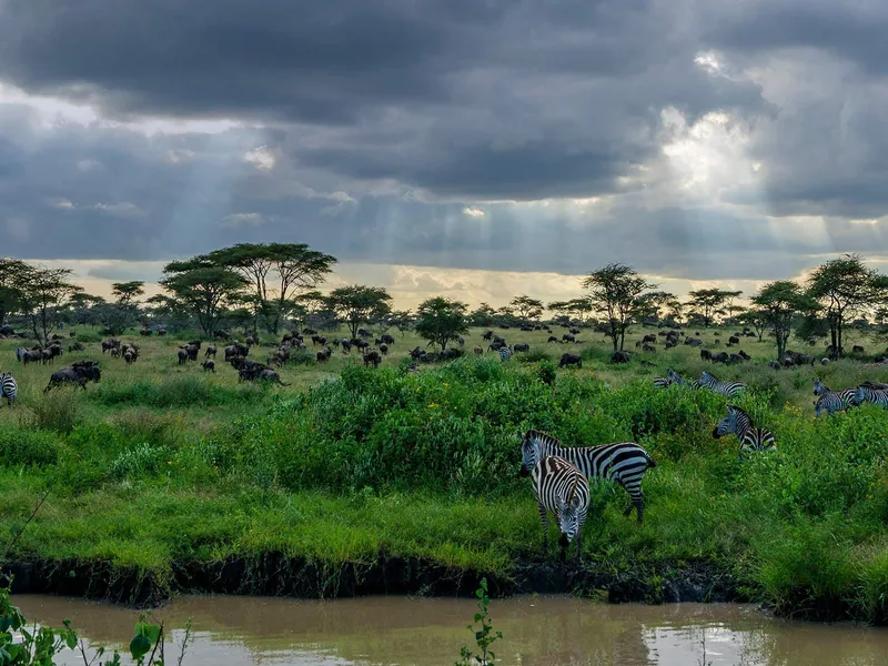 Safari in Tanzania